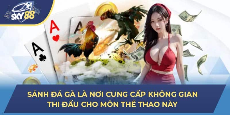 Sảnh đá gà là nơi cung cấp không gian thi đấu cho môn thể thao này